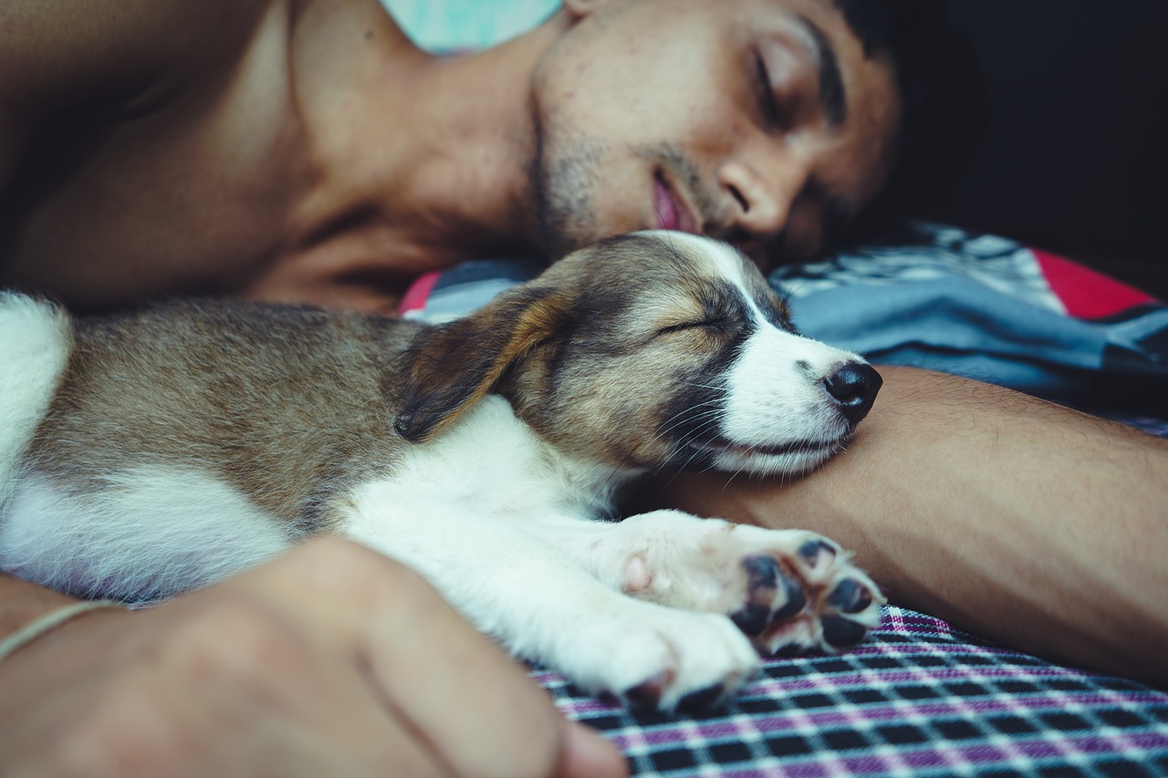 Czy pies powinien spać z właścicielem?