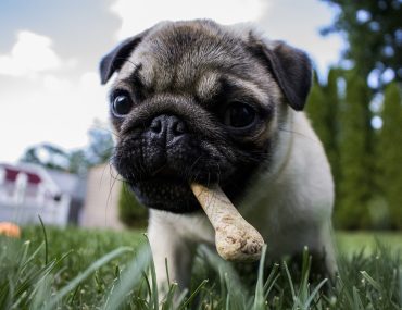 Czy psy mogą jeść surowe kości?