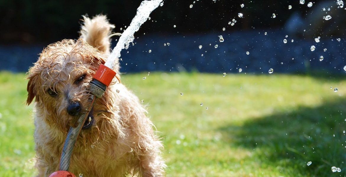 Jak często kąpać psa? Poradnik dla właścicieli czworonogów