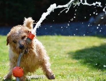 Jak często kąpać psa? Poradnik dla właścicieli czworonogów