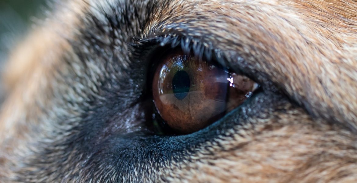 Trzecia powieka u psa – co warto o niej wiedzieć?