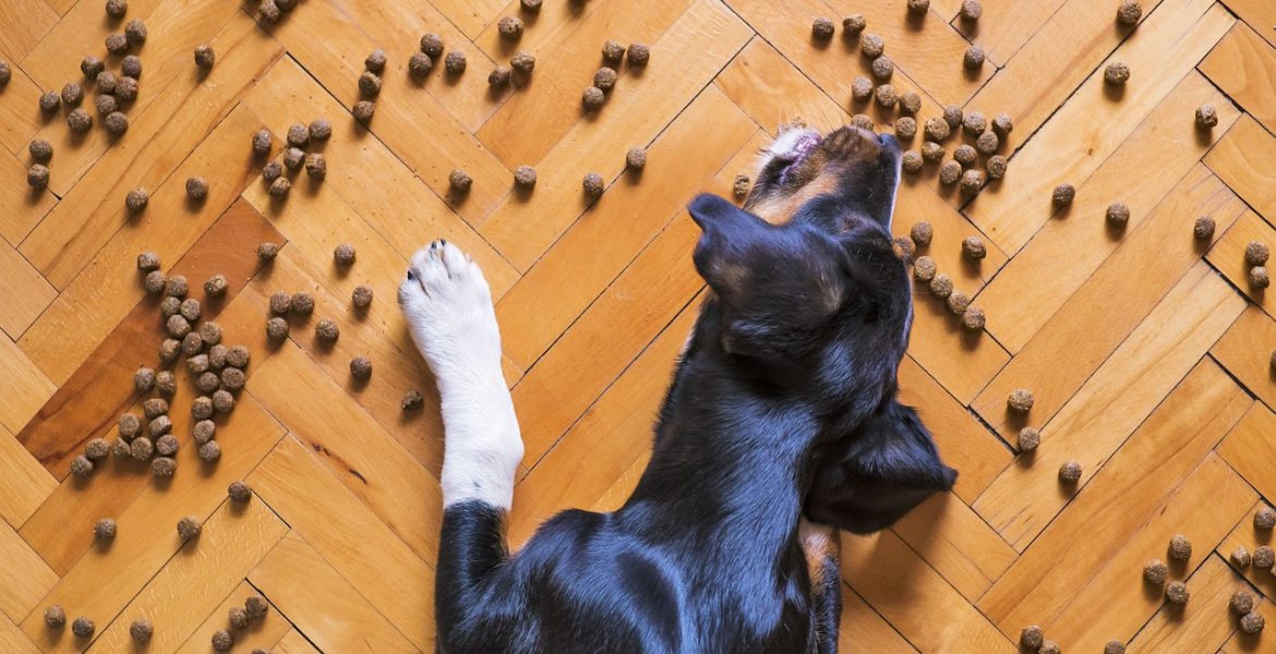 Dlaczego pies zakopuje jedzenie?