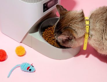 Czy pies może jeść kocią karmę?