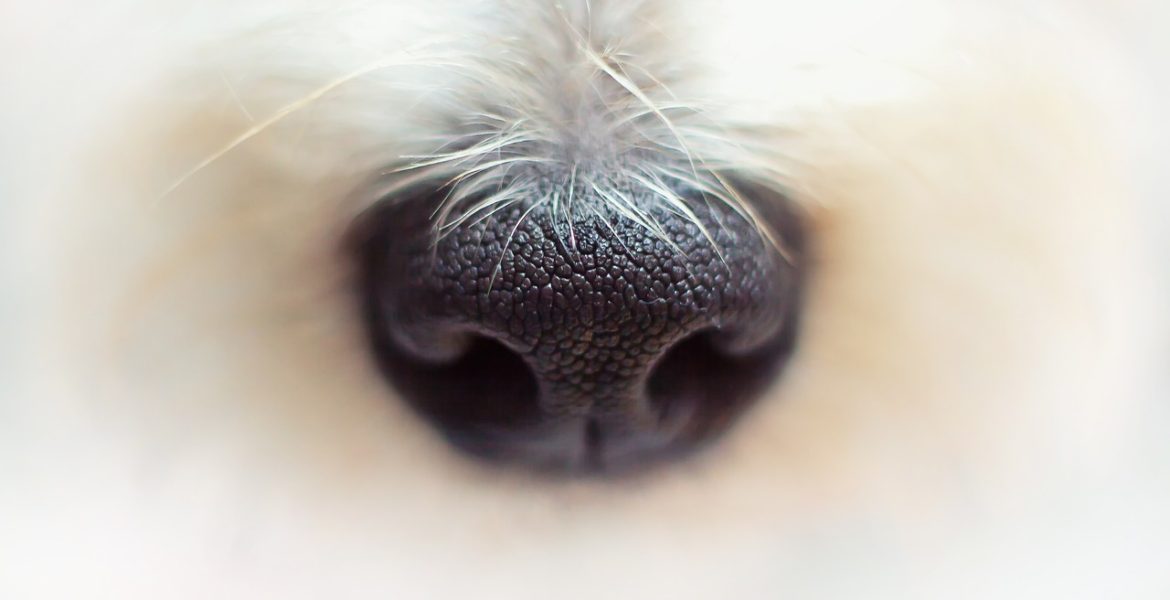 Mokry nos u psa, co oznacza?