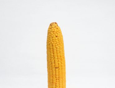 Czy pies może jeść kukurydzę?